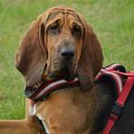 bloodhound hund pflege3