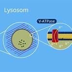 lysosomen2