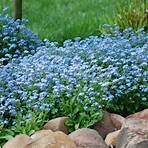 forget me not plant for sale1