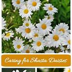 how to care for shasta daisies after they bloom3