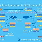 rna interference mechanism4