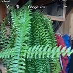 google reverse image search android4