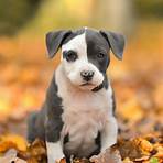 american staffordshire terrier2