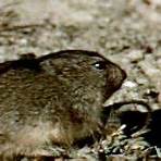 What type of animal is a lemming?2