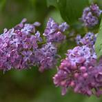 Lilacs in the Spring Film3