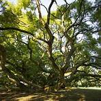 Les arbres remarquables - Un patrimoine à protéger3