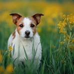 jack russell5