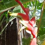 flor de bananeira ornamental3