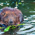 What is the taxonomy of a beaver?4
