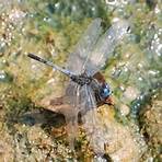 dragonfly3