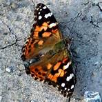 american painted lady4