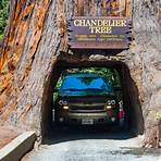 the redwood forest3