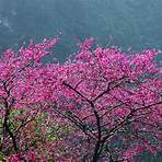 山櫻花什麼時候開花?4