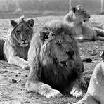 lion country safari irvine ca frazier the lion king1