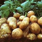 are gm potatoes still available in stock4