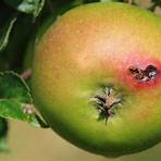 Apfelbäume3
