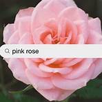 pink rose pictures5