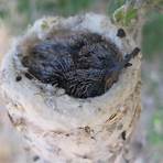 paragraph about hummingbirds nests mothers and babies3