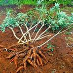 tipos de raízes subterrâneas1