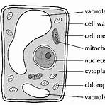 robert brown cell theory wikipedia biography3