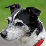 jack russell terrier5