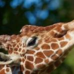 giraffe fakten2