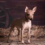 american toy terrier5