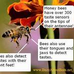 facts about honey bees4