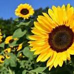 Sunflowers Interactive wikipedia4