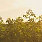 cannabis pflanze3