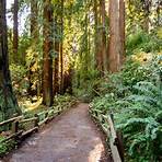Valley of the Redwoods filme4
