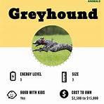 Greyhound2