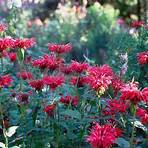 how do you care for a bee balm plant for sale1