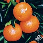 Tangerines (film)2