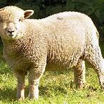 sheep animal2
