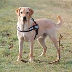 características do cão labrador1