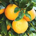 florida oranges online3