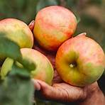 gourmet carmel apple orchard & market san diego3