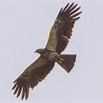 Black Eagle2