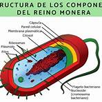 reino monera para niños1