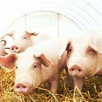 pig farm business4