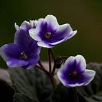 Purple Violets3