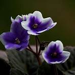 Purple Violets2