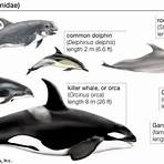 Bottlenose dolphin wikipedia2