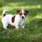 jack russell3