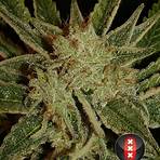 bubblegum cannabis3