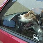 Dogs Die in Hot Cars4
