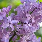 Lilacs in the Spring Film3