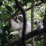 Trouble in Lemur Land1