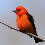 Do scarlet tanagers live in oak forests?1